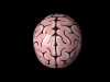 DSC_davida-dsc-brainbox-03
