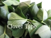 clover-type